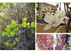 最美人間四月天打卡花園廠區(qū)-新鄉(xiāng)市濾清器有限公司